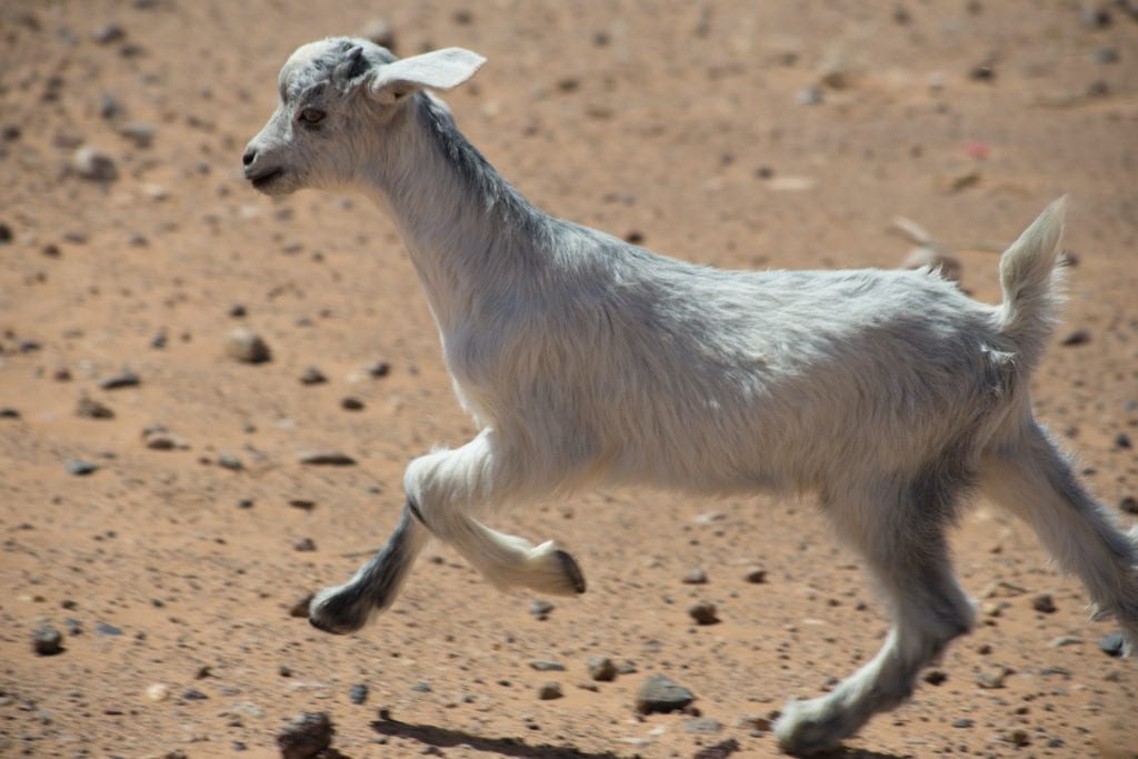 The Economist as Scapegoat